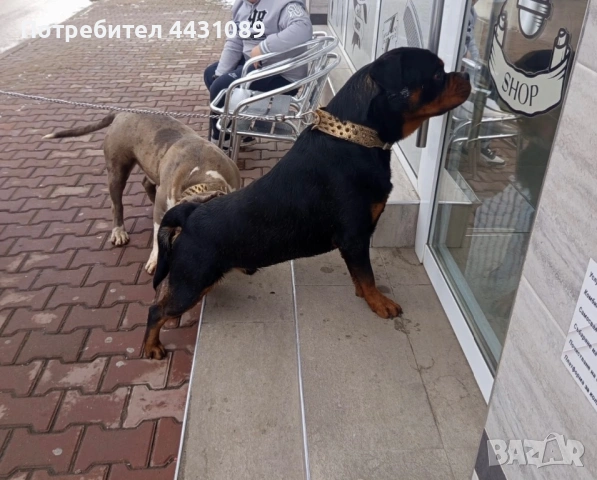 Ротвайлер за расплод