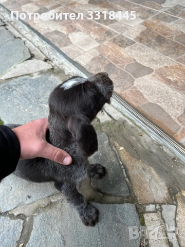 Дратхаар , снимка 4 - Дратхаар - 52884984