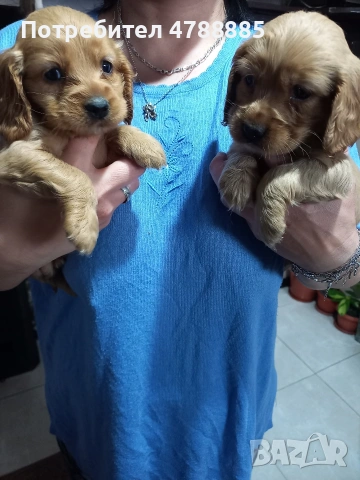 кокер шпаньол, снимка 2 - Шпаньоли - 54205981