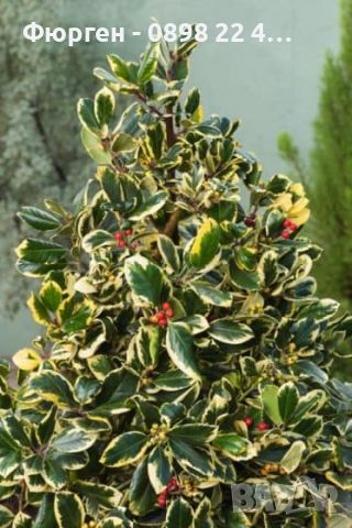 Илекс/Джел (Златен крал) -ilex altaclerensis golden king, снимка 5 - Разсади - 45894022