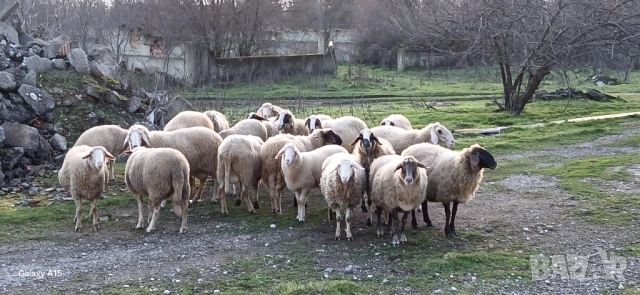 Свободни овце и кочове!