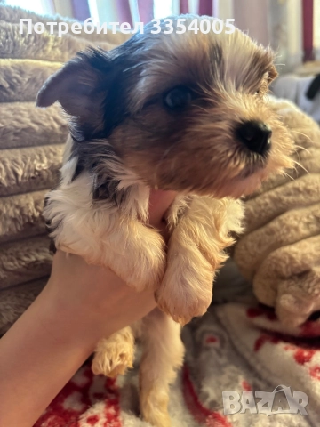 Бивър йорки кученца на Супер цена , снимка 4 - Йоркширски териер - 52586204