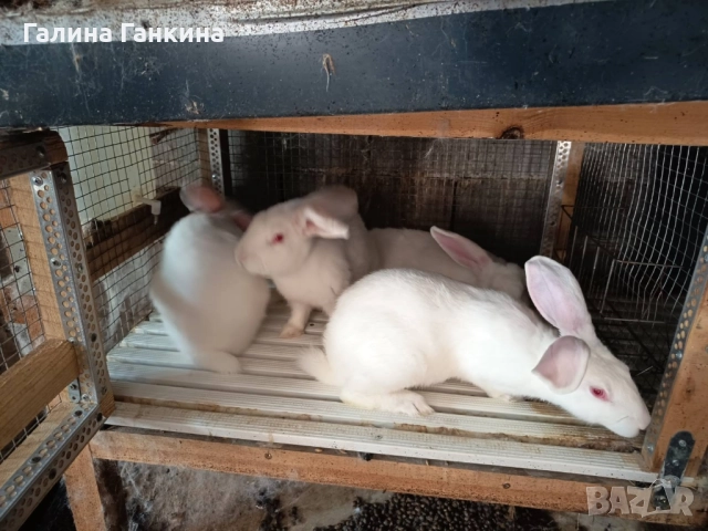 Зайци за Разплод , снимка 3 - Други - 52070055