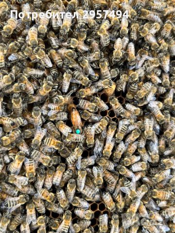 Пчелни майки 2024г, снимка 2 - За пчели - 45959591