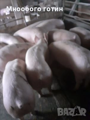 Продавам прасета , снимка 3 - Прасета - 52645674
