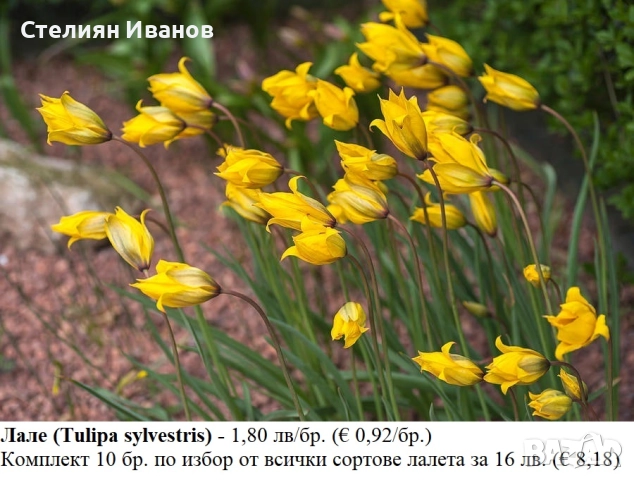 БОТАНИЧЕСКИ ЛАЛЕТА – ЛУКОВИЦИ, снимка 2 - Сортови семена и луковици - 52372825