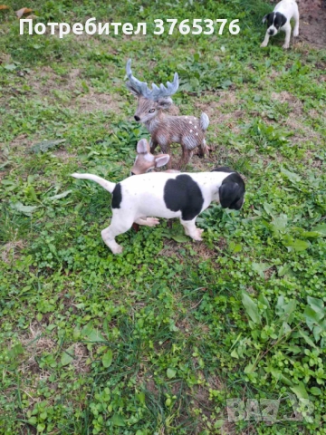 Английски пойнтер