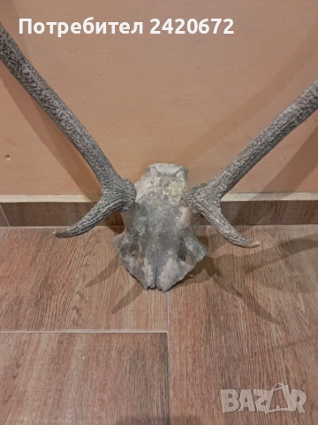 еленови рога, снимка 2 - Декорация за дома - 52221523