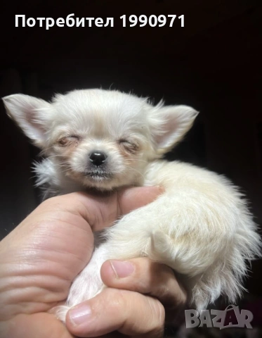 Супер красиво Бяло мини чихуахуа. Момче на 2 мес., снимка 2 - Чихуахуа - 53088543