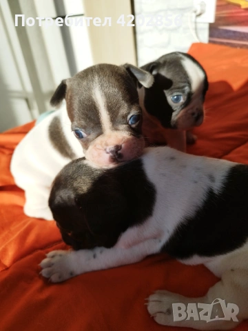 Френски булдог бебета , снимка 3 - Френски булдог - 53084133