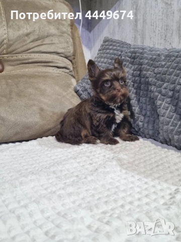 Мини йоркита, снимка 2 - Йоркширски териер - 53470541
