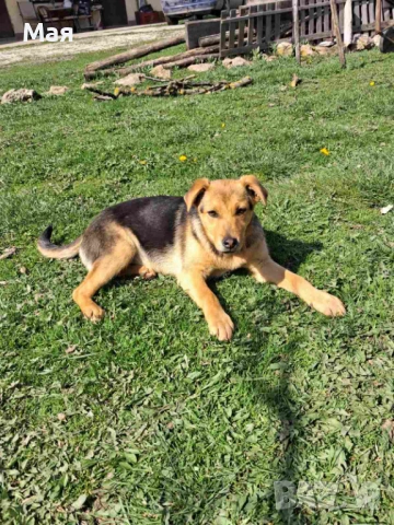 Кученца копойчета, снимка 5 - Други - 52566062