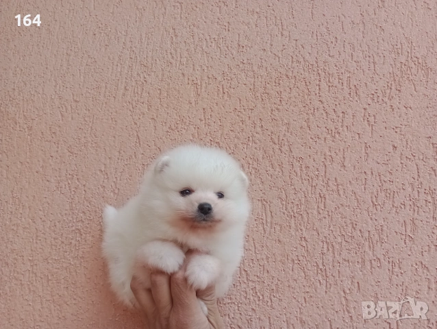 Бели Померани. Реални снимки !!! , снимка 5 - Померан - 54153877