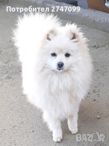 Женски Померан