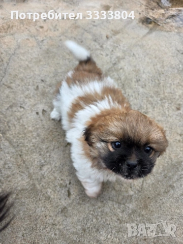 Продавам малки пекинези, снимка 4 - Пекинез - 54083162