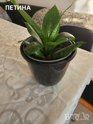 сансевиера 