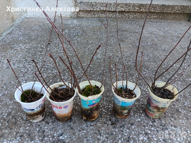 Арония разсад