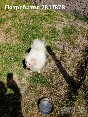 померан мини шпиц , снимка 2 - Померан - 54226454