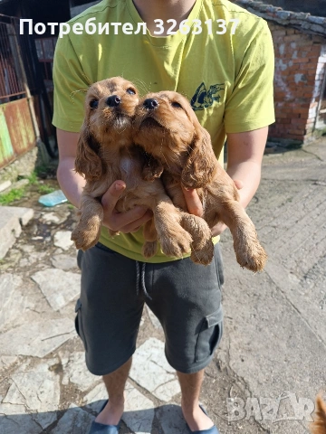 Кокер шпаньоли, снимка 3 - Кокер шпаньол - 53756053