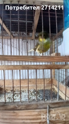 Канарчета , снимка 3 - Канари - 47907875