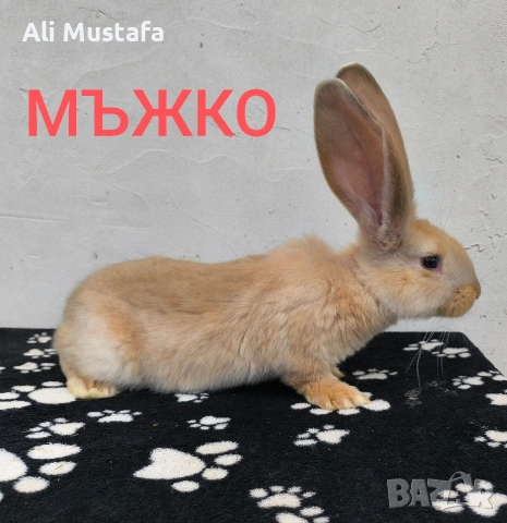 ЗАЙЦИ, снимка 8 - Други - 53465684