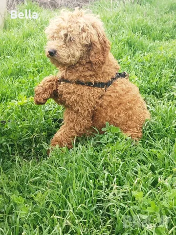 Мини пудел, снимка 1