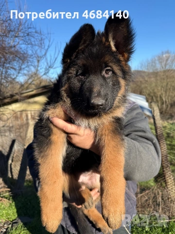 Немска овчарка с дълъг косъм с родословие 