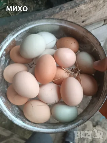 Домашни яйца , снимка 1