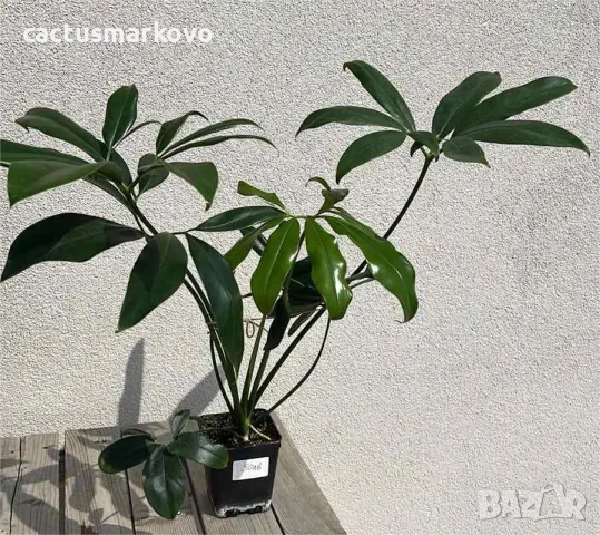 Philodendron goeldii 50.00 лв, снимка 2 - Стайни растения - 49761557
