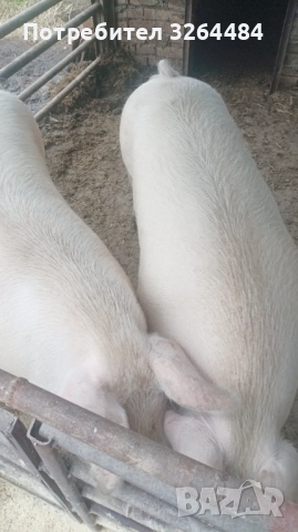 Продавам прасе, снимка 4 - Прасета - 52621120