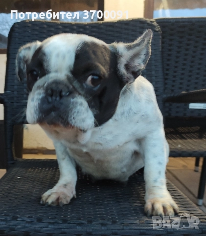 френски булдог , снимка 3 - Френски булдог - 52345972