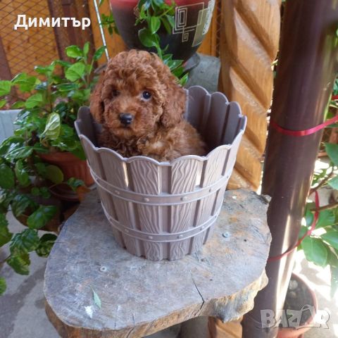 Той пудел Toy poodle, снимка 2 - Пудели - 46065424