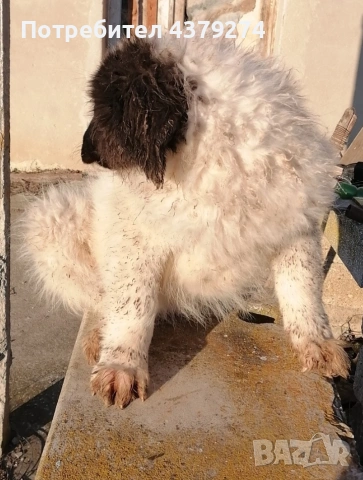 чистопородни овчарски кученца , снимка 3 - Други - 53948087