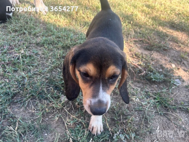 Малки сладури!, снимка 7 - Бигъл - 48236928