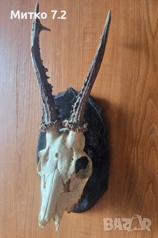 Трофей от сръндак, снимка 3 - Декорация за дома - 53984017