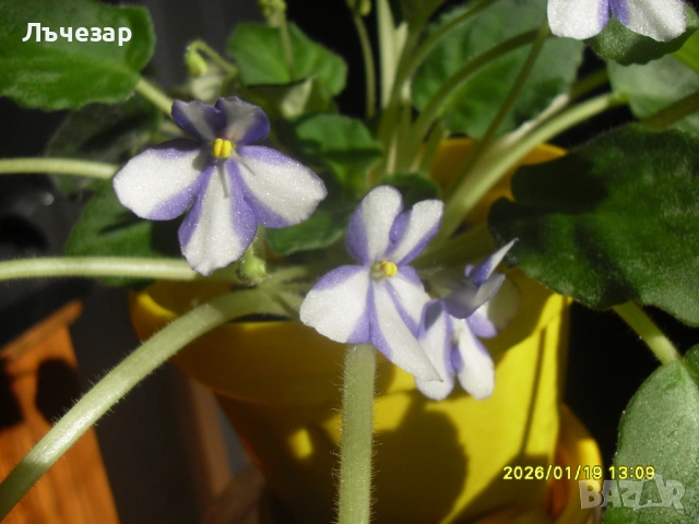 Продавам теменужка, снимка 2 - Градински цветя и растения - 49780075