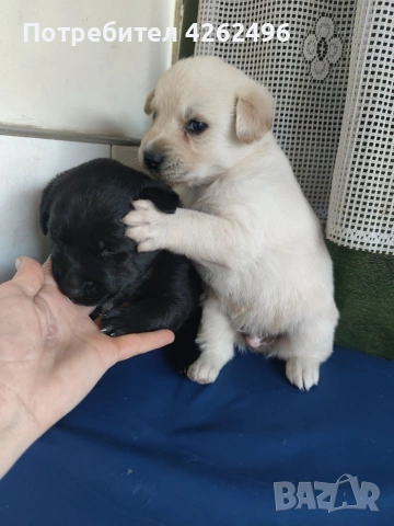 чистокръвни лабрадор ретривър