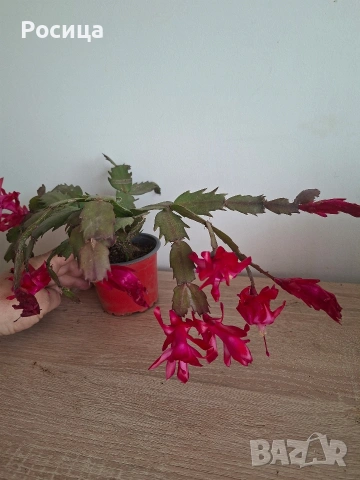 коледничета , снимка 3 - Стайни растения - 53474795