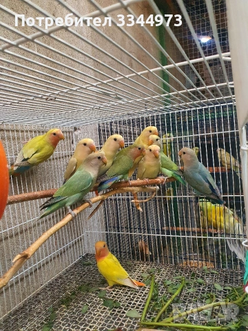 неразделки, снимка 3 - Папагали - 52897576