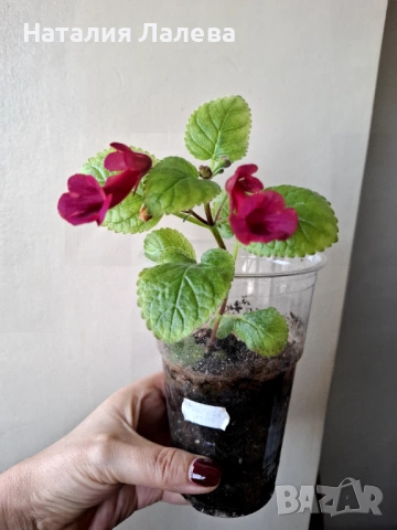 Синингия, sinningia Gabriel's horn, снимка 2 - Стайни растения - 53409677