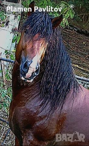 Жребец,тежковоз