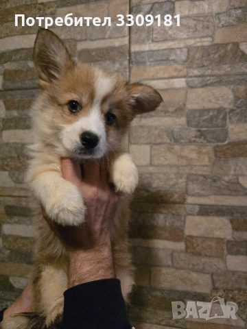 Уелско Корги Пембруг 