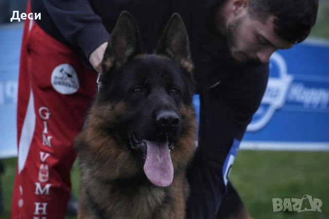 немско овчарско куче, снимка 9 - Немска овчарка - 52870357