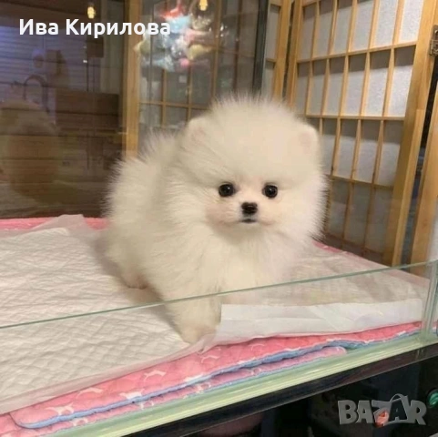 Здравейте продавам малки кученца померан!, снимка 5 - Померан - 53824730