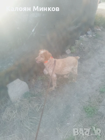 Бретон шпаньол , снимка 3 - Бретон шпаньол - 54016947