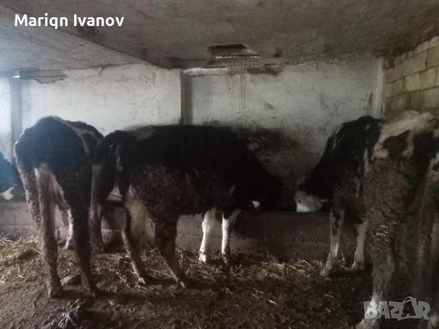 Продавам крави и теле, снимка 11 - Крави - 53633254