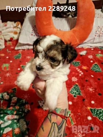 йоркширски териер бивер , снимка 3 - Йоркширски териер - 53281562