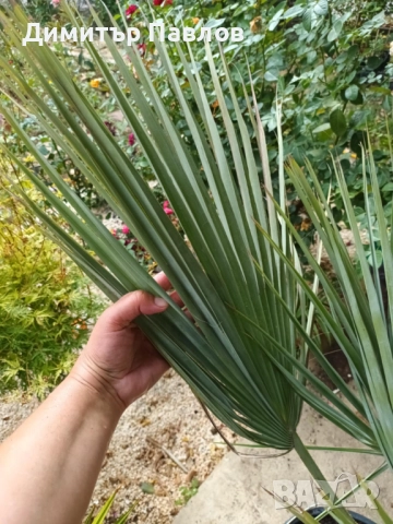 Брахея Армата,Мексиканска Синя Палма, снимка 5 - Градински цветя и растения - 51920750