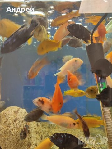 Малавийски цихлиди, снимка 3 - Рибки - 45448068