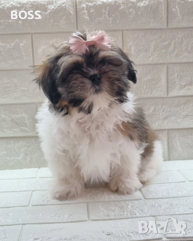 Ши Тцу Shih Tzu, снимка 5 - Ши Тцу - 53657186